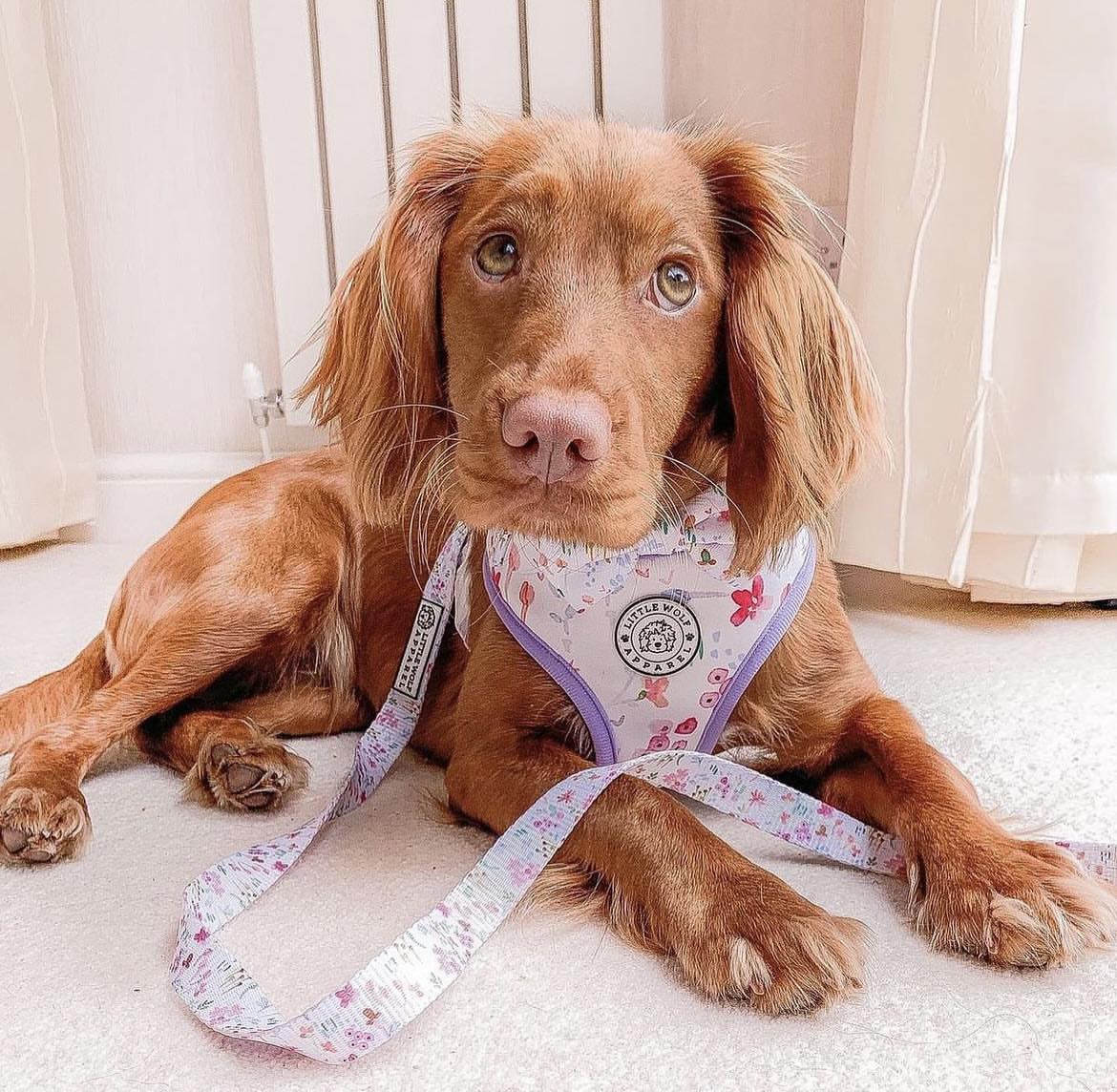 Pink Floral dog lead